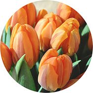 Orange Formal Dresses Canada